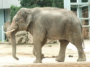 アジアゾウ
