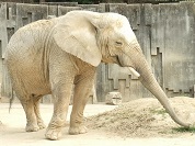アフリカゾウ