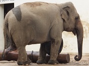 インドゾウ