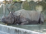 インドサイ