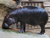 コビトカバ（ミニカバ）