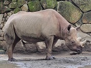 ヒガシクロサイ