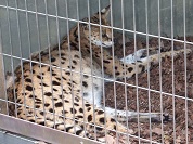 サーバルキャット