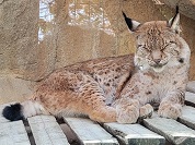 シベリアオオヤマネコ