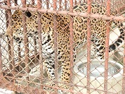 ジャガー