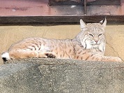 ボブキャット