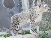ユキヒョウ