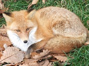 キタキツネ