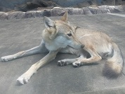 チュウゴクオオカミ