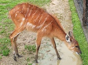 シタツンガ