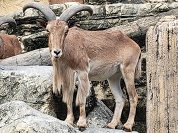 バーバリーシープ