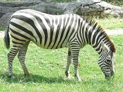 グラントシマウマ