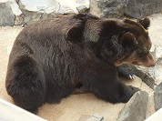 エゾヒグマ