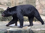 ツキノワグマ