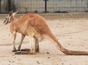 アカカンガルー