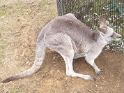 オオカンガルー