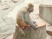 アカゲザル