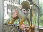 コモンリスザル
