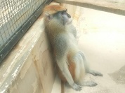 パタスザル