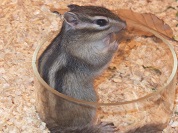 シマリス
