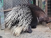 アフリカタテガミヤマアラシ