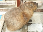 カピバラ