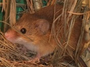 カヤネズミ