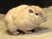 グンディ