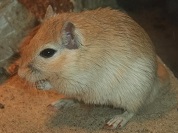 スナネズミ（ジャービル）