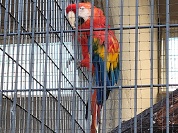 アカコンゴウインコ