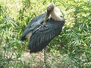 アフリカハゲコウ