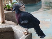 オウギバト