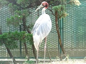 オオヅル