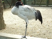 オグロヅル