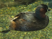カイツブリ