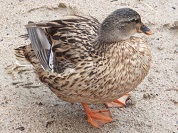 ガチョウ