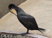 カワウ