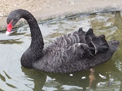 コクチョウ
