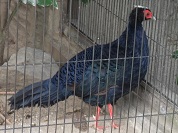 コサンケイ