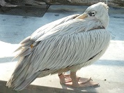 コシベニペリカン