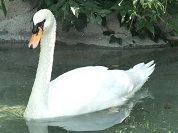 コブハクチョウ