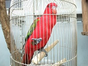 ショウジョウインコ