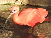 ショウジョウトキ