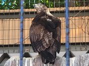 ソウゲンワシ