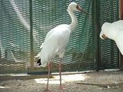 ソデグロヅル