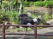 ダチョウ