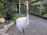 タンチョウ