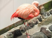 チリーフラミンゴ