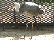 ナベヅル