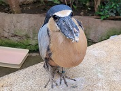 ヒロハシサギ